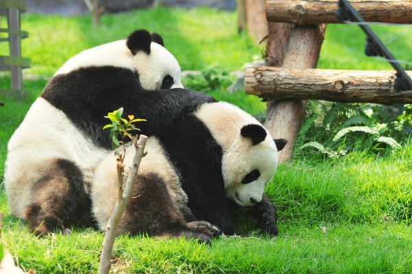 Quels sont les meilleurs spots pour observer les pandas en Chine?
