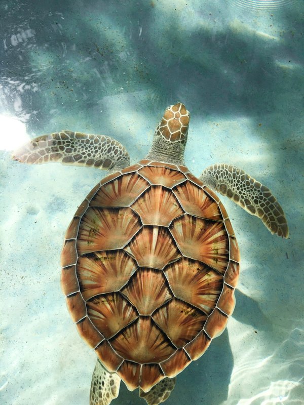 Où trouver les meilleures plages pour observer les tortues marines à Hawaï?