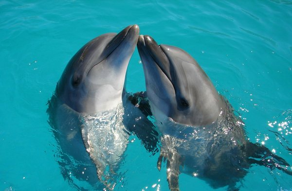 Quels sont les meilleurs spots pour la plongée avec les dauphins aux Bahamas?